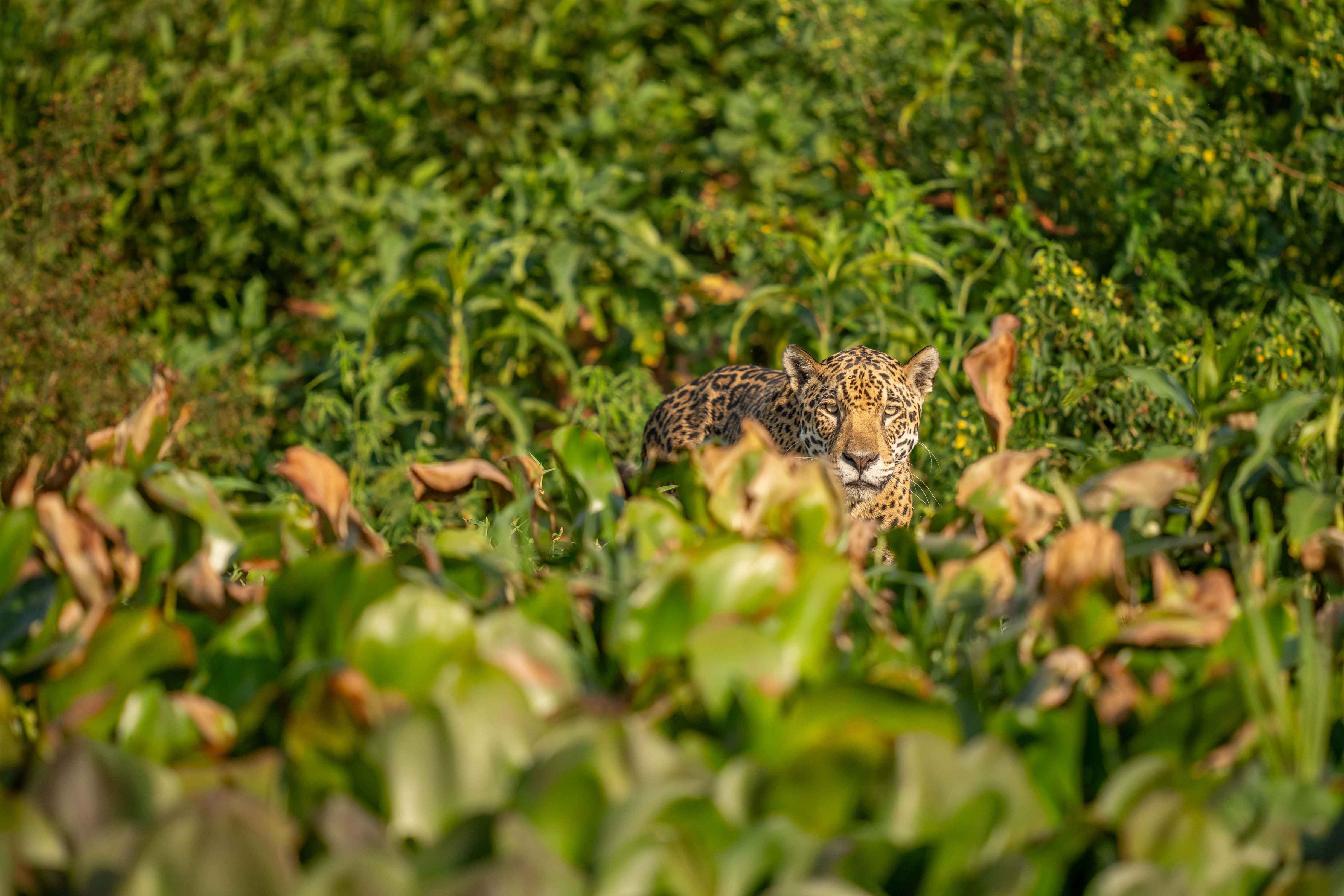 Jaguar resting among green jungle leaves