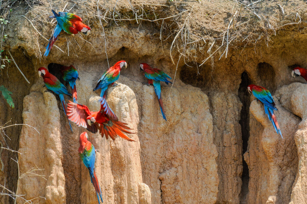 Tambopata Clay Lick Chuncho Macaw Clay Lick
