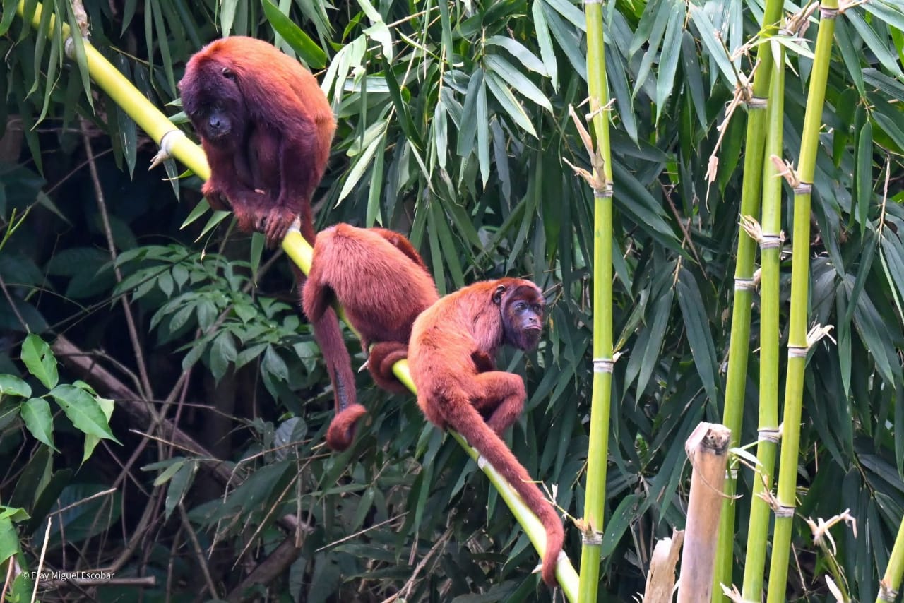 selva manu o tambopata 7